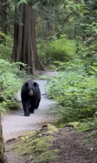 https://www.surreynewsbc.com/wp-content/uploads/2024/07/2F834DEF-21C7-4377-B9C0-20D21B4EC134-323x540.jpeg