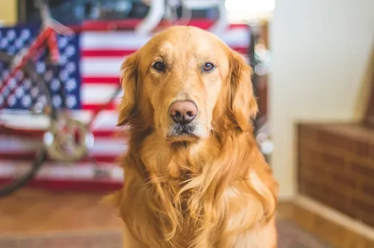 https://www.surreynewsbc.com/wp-content/uploads/2024/07/Pets-540x359.webp