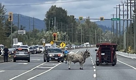 https://www.surreynewsbc.com/wp-content/uploads/2025/08/IMG_1907.jpeg
